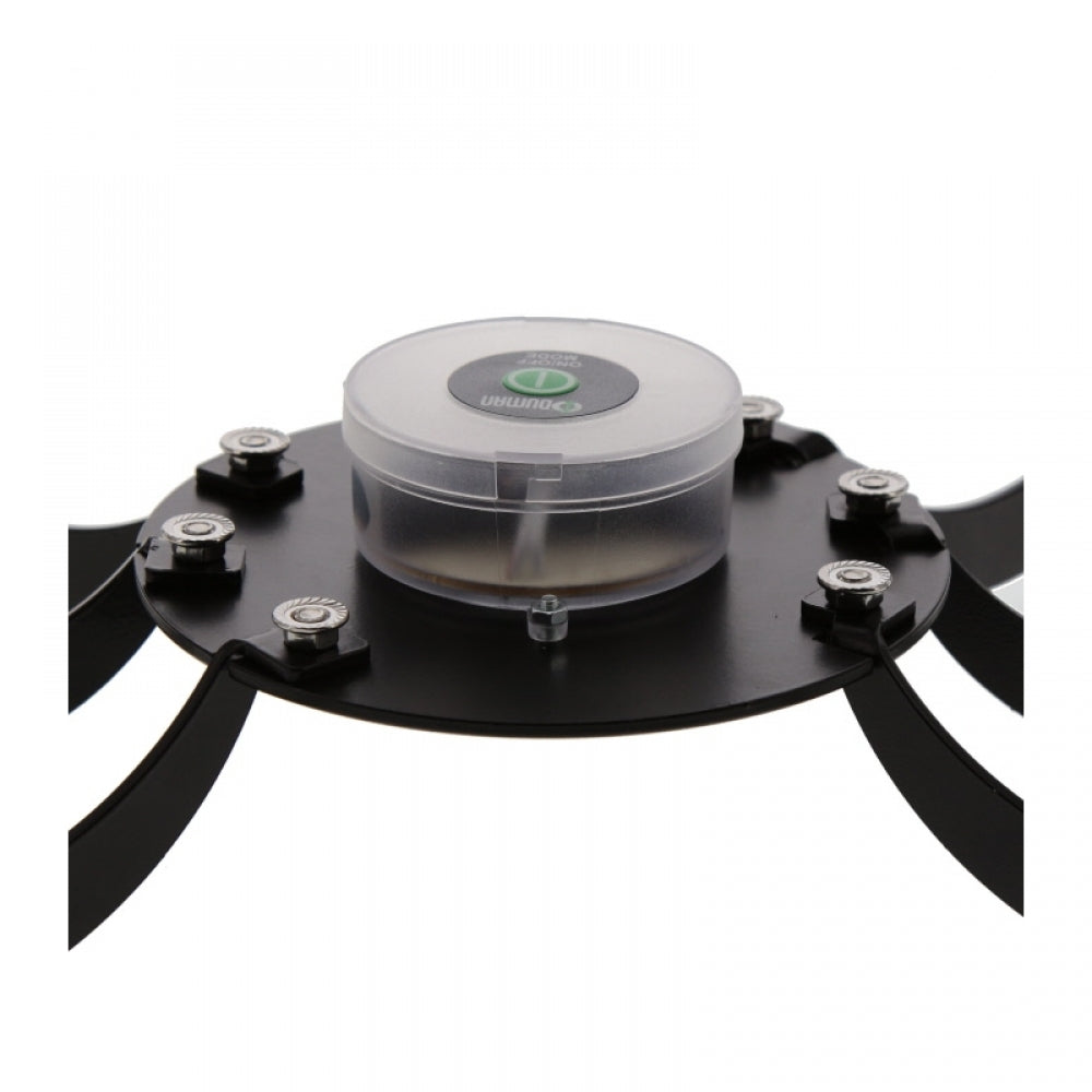 Shisha Oduman Tarantula
